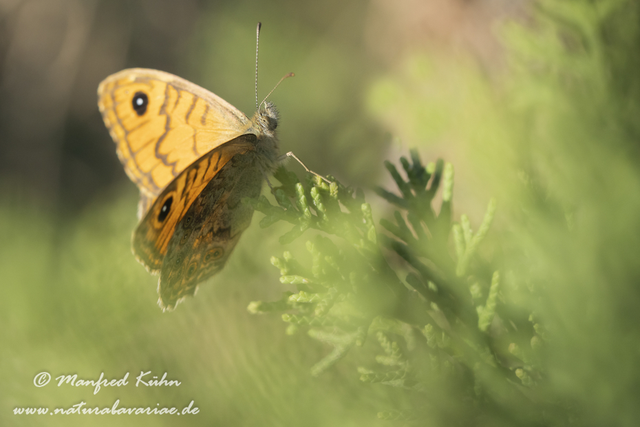 Mauerfuchs ()_0008