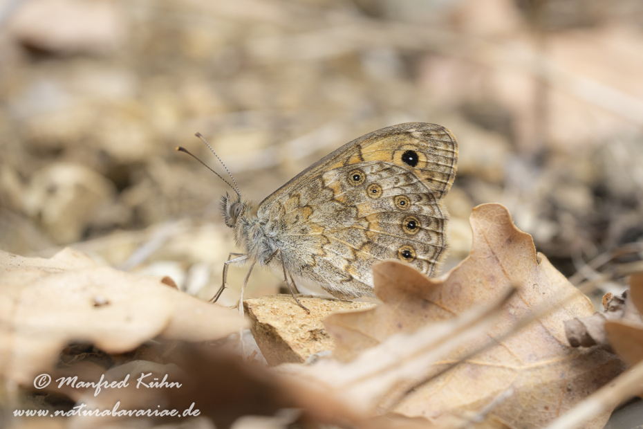 Mauerfuchs ()_0018