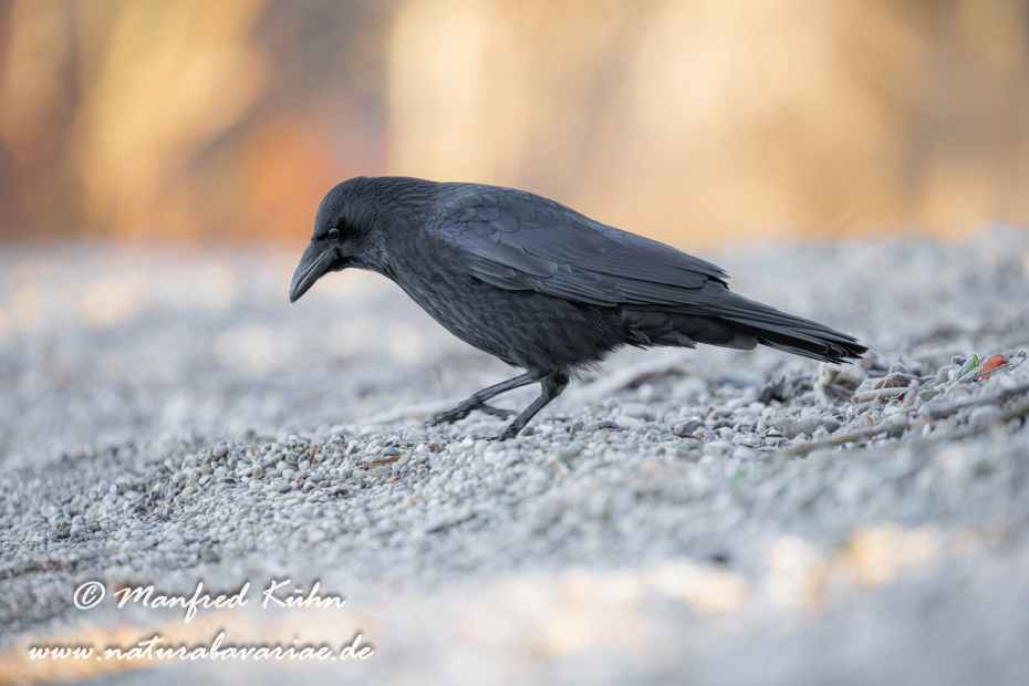 Rabenkrähe (Aaskrähe)_0065