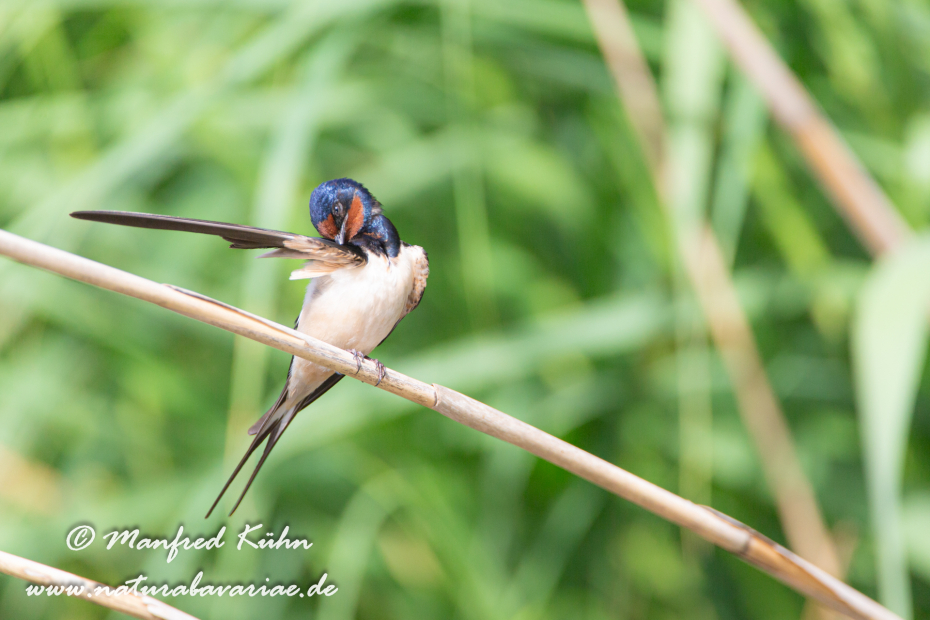 Rauchschwalbe ()_0012