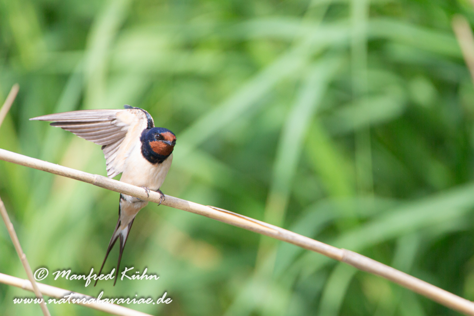Rauchschwalbe ()_0013