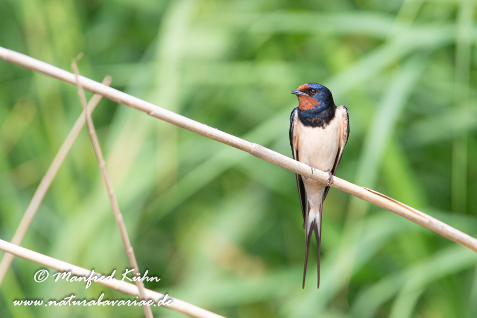 Rauchschwalbe ()_0014