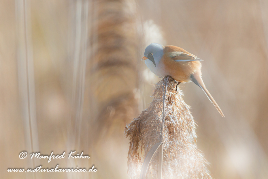 Bartmeise ()_0001