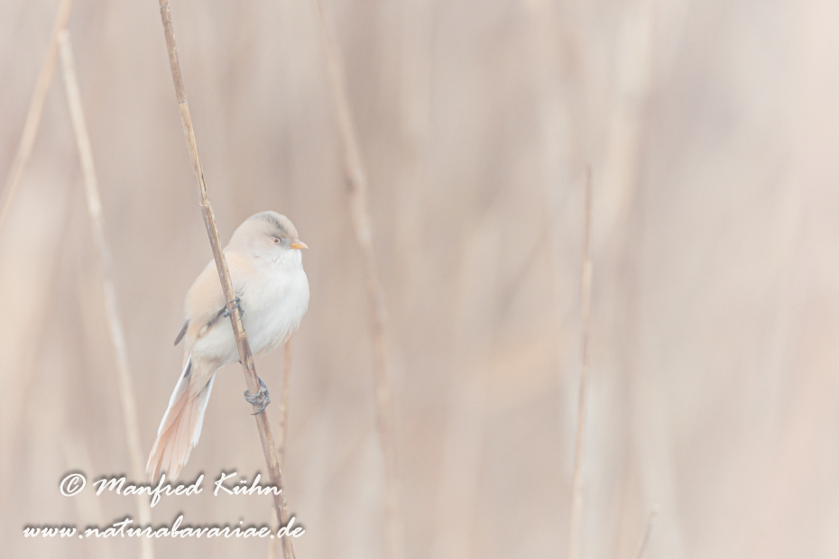Bartmeise ()_0010