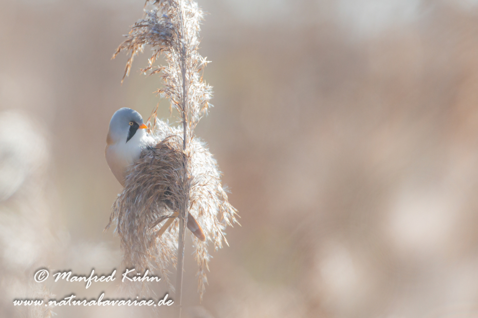 Bartmeise ()_0022