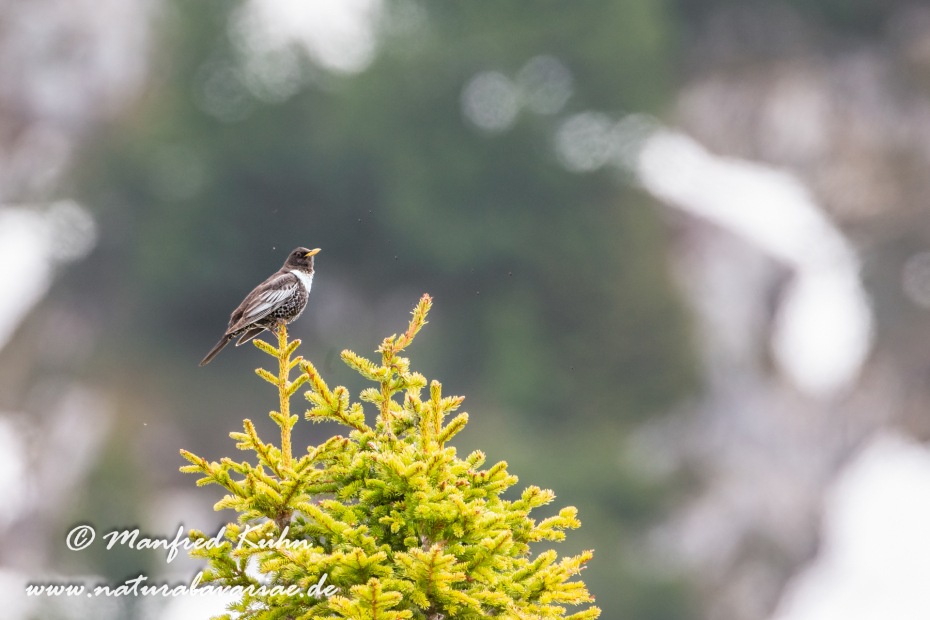 Ringdrossel ()_0033