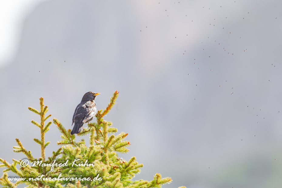 Ringdrossel ()_0035