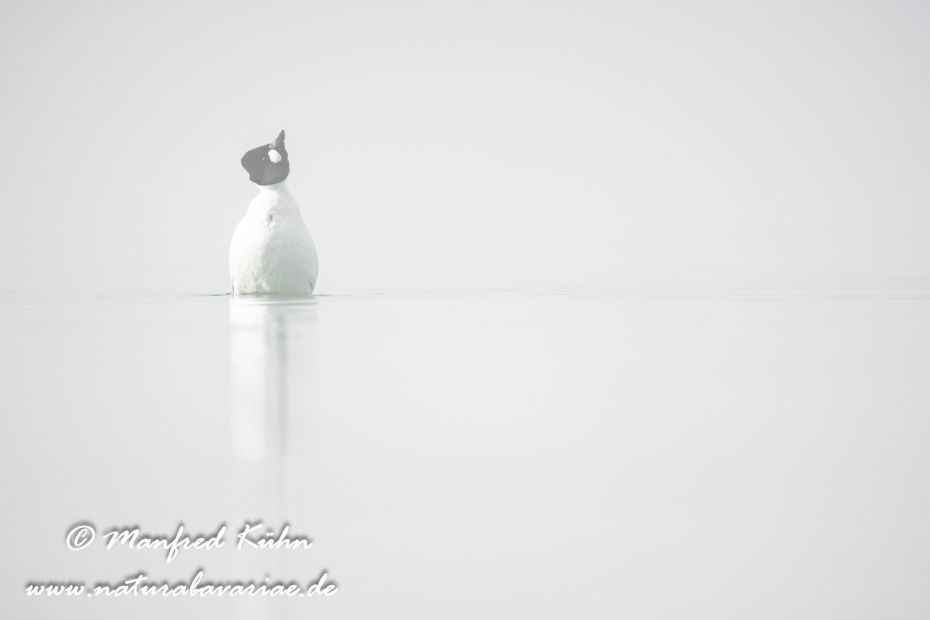 Schellente ()_0104