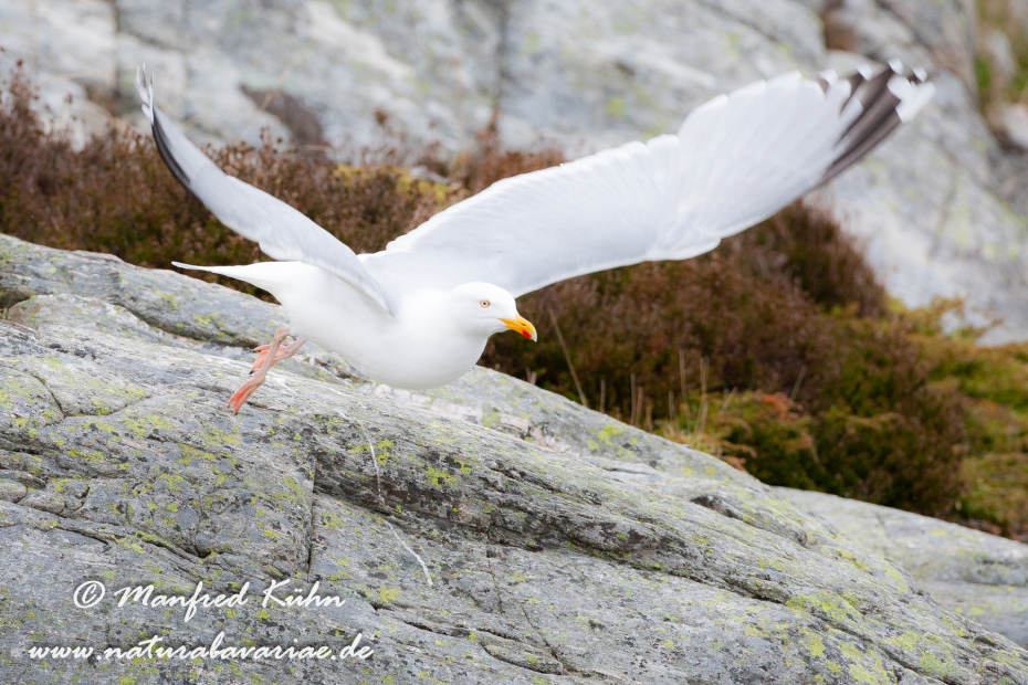Silbermöwe ()_0009