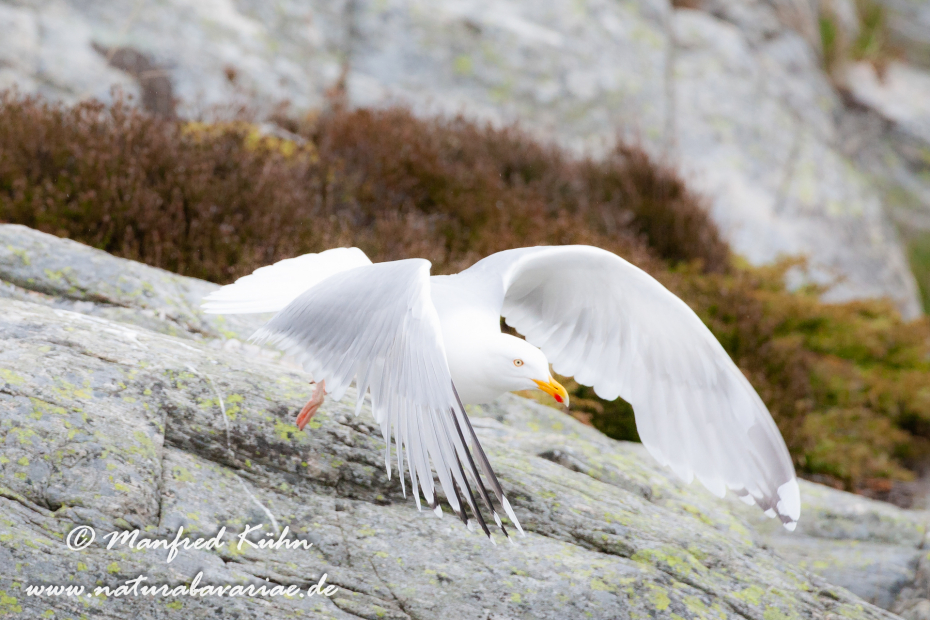 Silbermöwe ()_0010