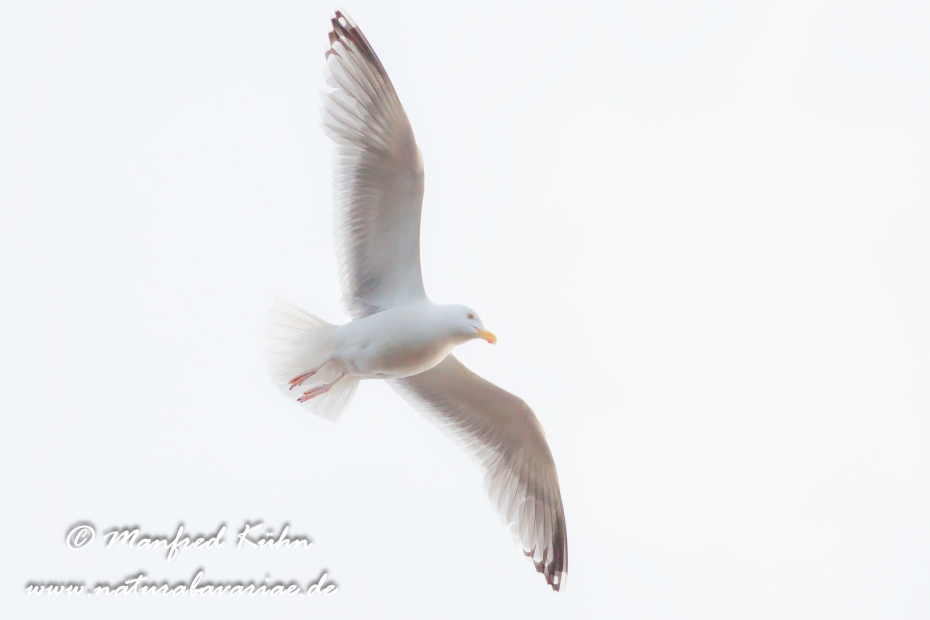 Silbermöwe ()_0030