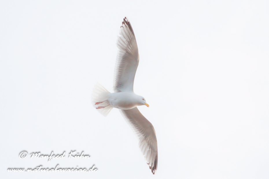 Silbermöwe ()_0031