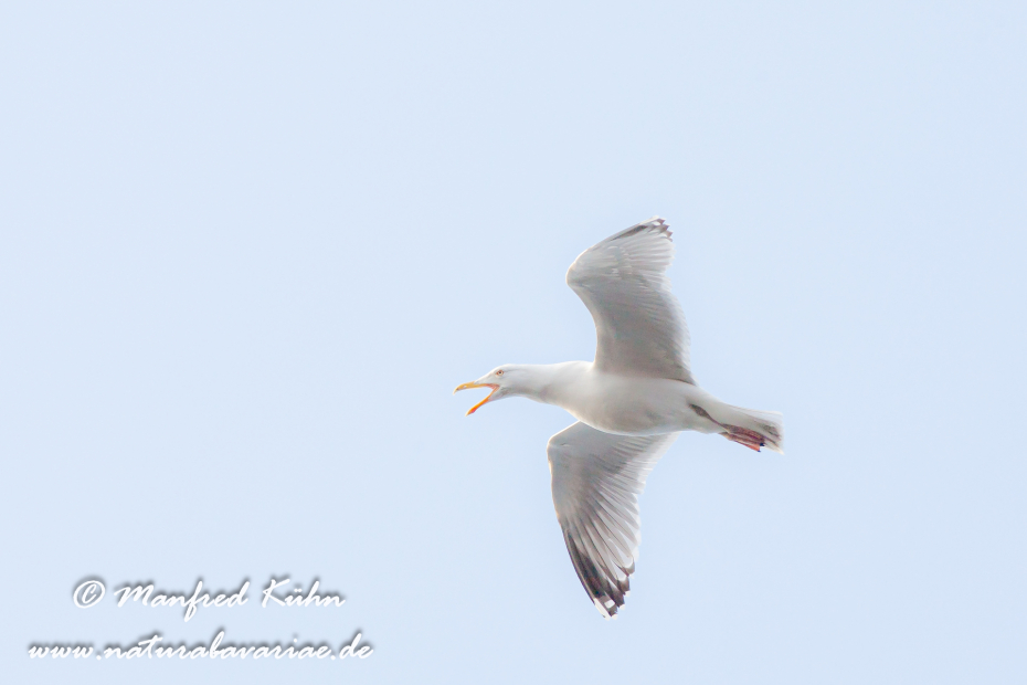 Silbermöwe ()_0034