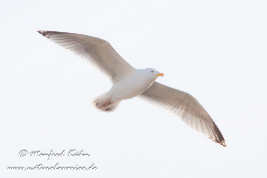 Silbermöwe ()_0035