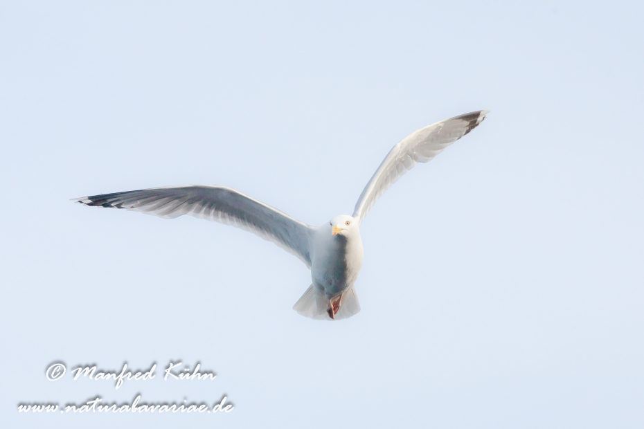 Silbermöwe ()_0038