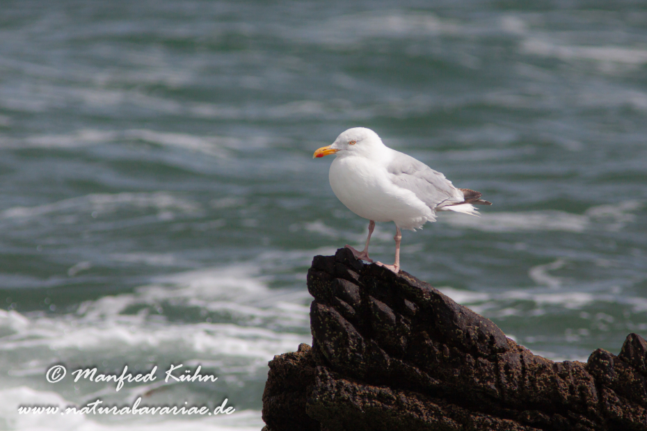 Silbermöwe ()_0039