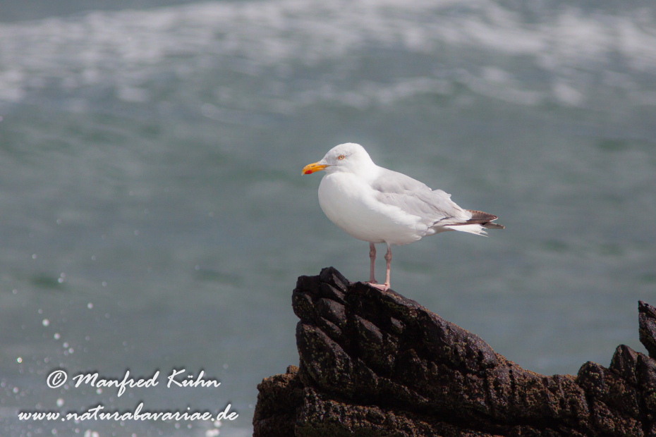 Silbermöwe ()_0040