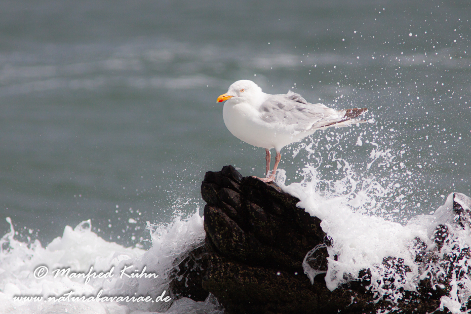Silbermöwe ()_0044