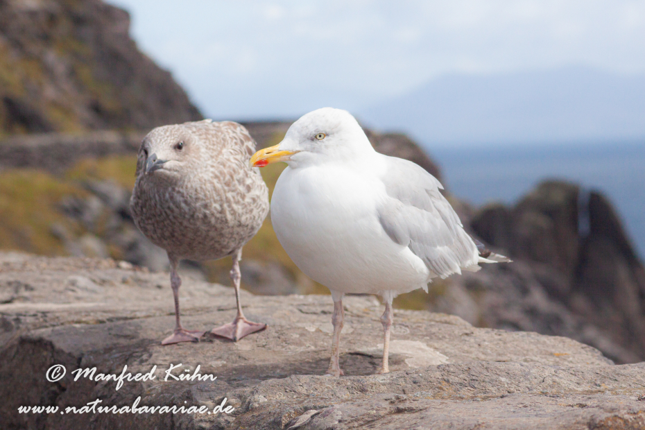 Silbermöwe ()_0047