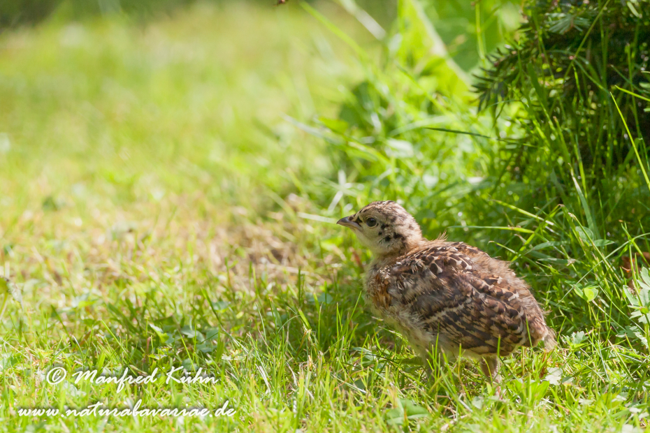 Auerhuhn ()_0017