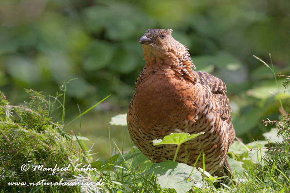 Auerhuhn ()_0021