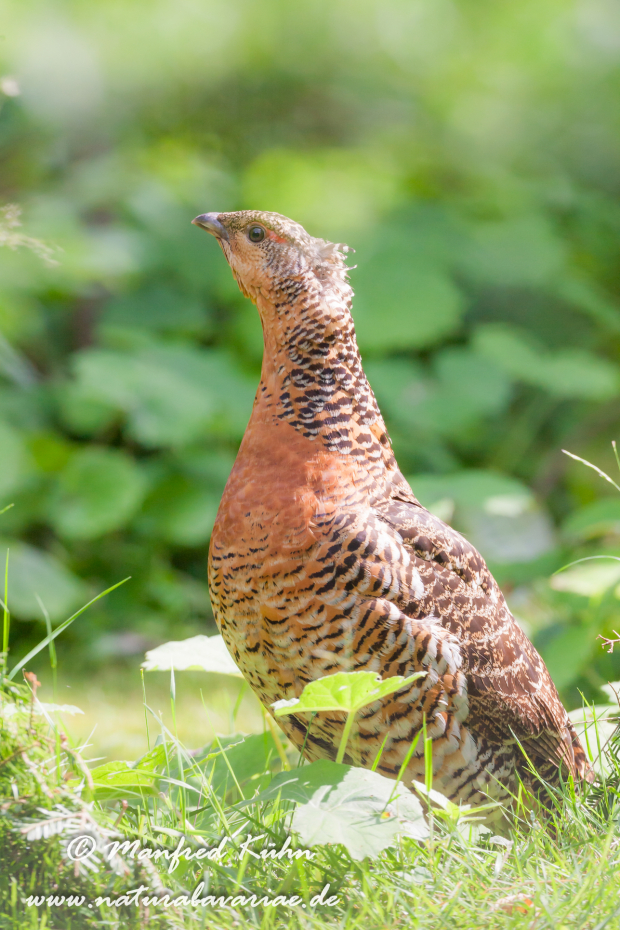 Auerhuhn ()_0025