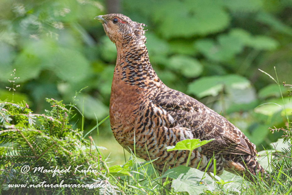 Auerhuhn ()_0032