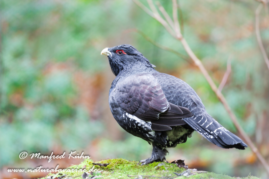 Auerhuhn ()_0037