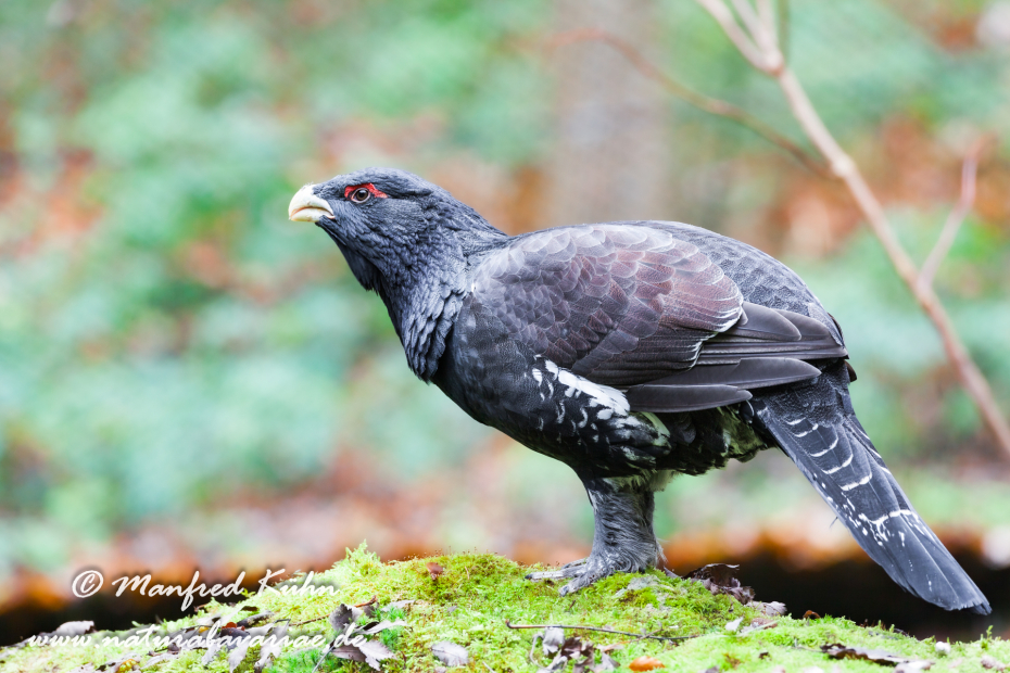 Auerhuhn ()_0045