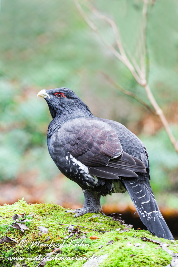 Auerhuhn ()_0046