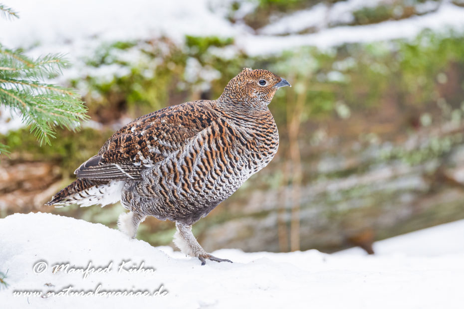 Birkhuhn ()_0012