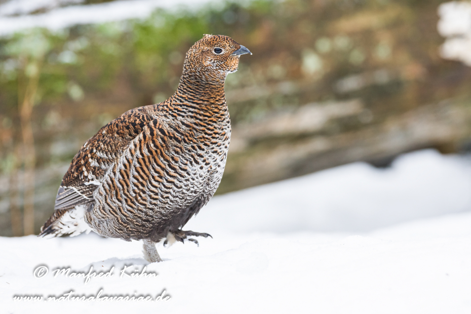 Birkhuhn ()_0013