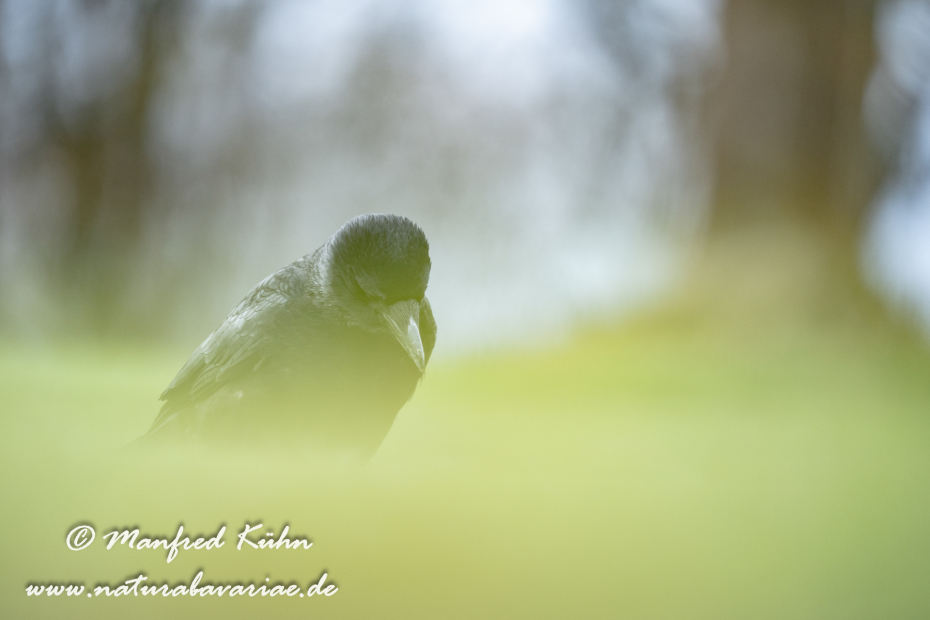 Rabenkrähe (Aaskrähe)_0074