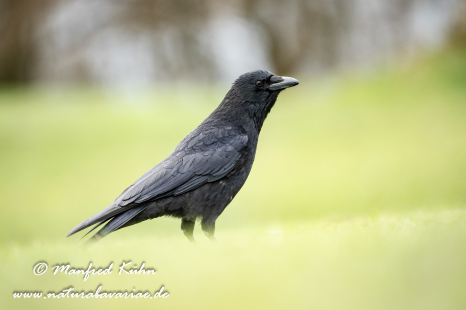 Rabenkrähe (Aaskrähe)_0086