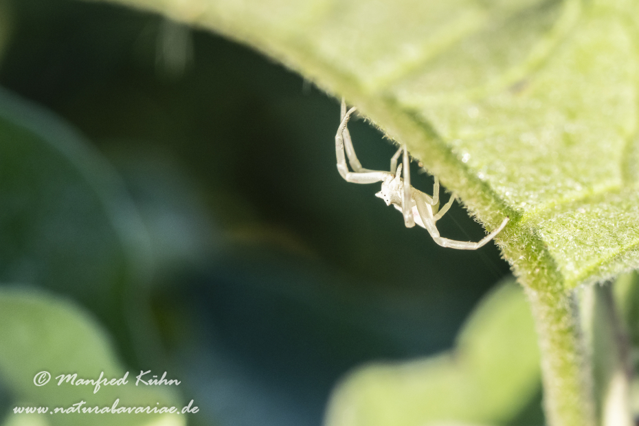Krabbenspinne (gehöckerte)_0005