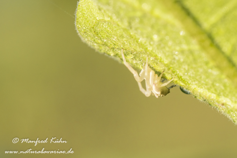 Krabbenspinne (gehöckerte)_0006