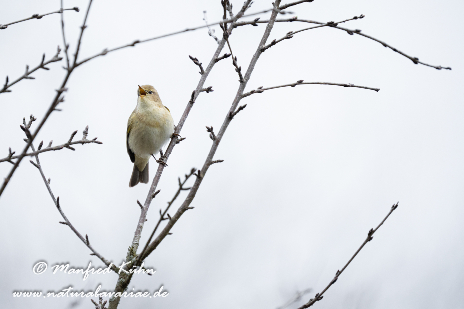 Laubsänger (Weiden-)_0037