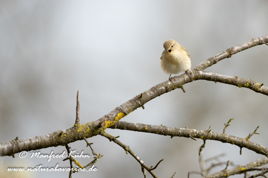 Laubsänger (Weiden-)_0057