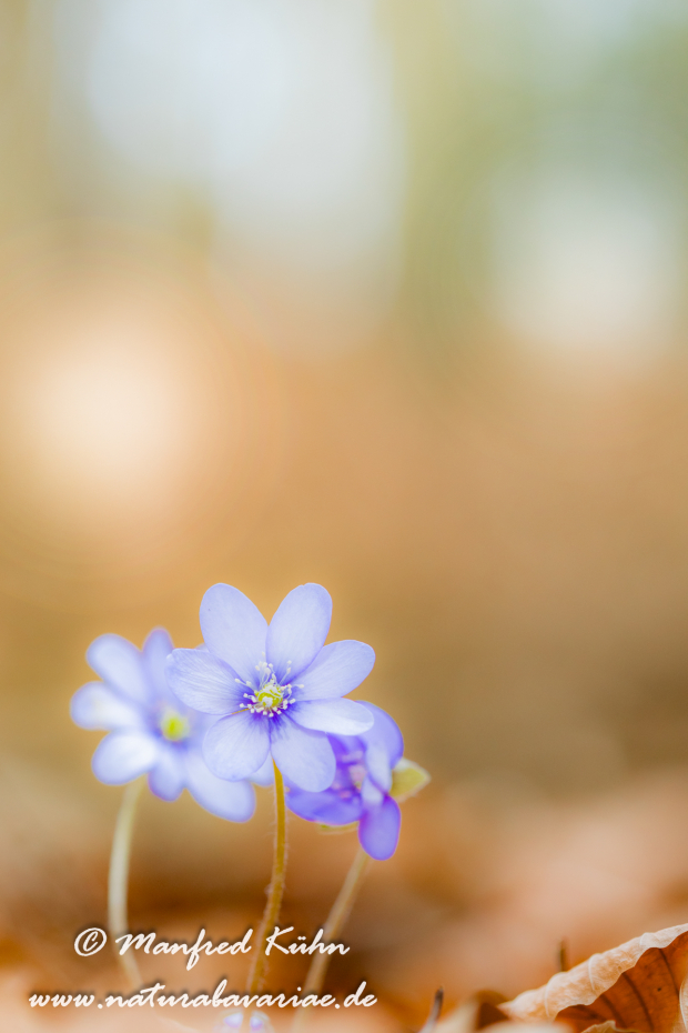 Leberblümchen ()_0051