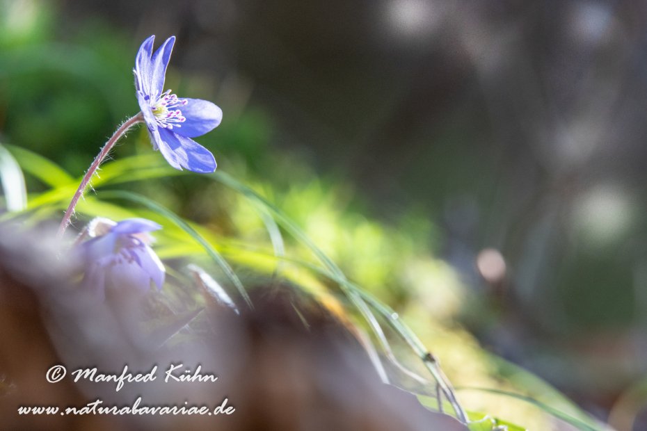 Leberblümchen ()_0103