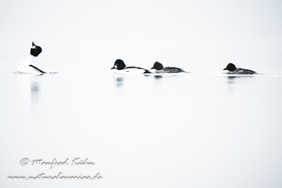 Schellente ()_0125
