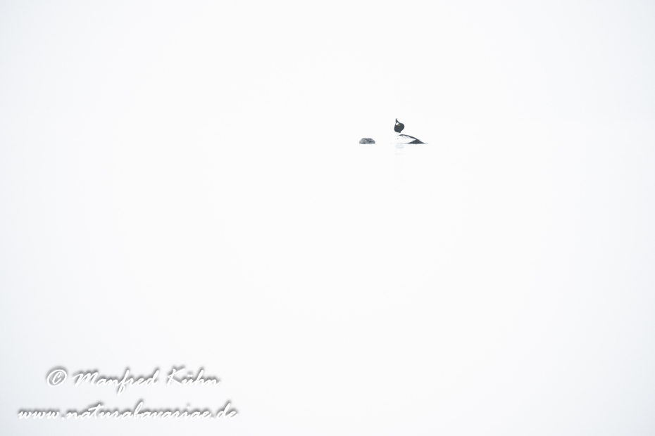 Schellente ()_0146