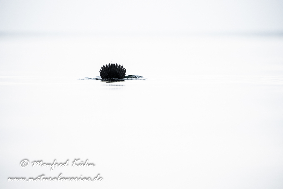 Schellente ()_0152