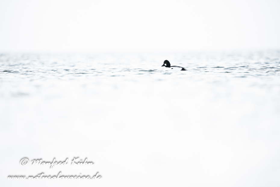 Schellente ()_0155
