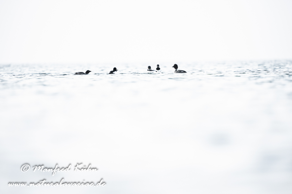 Schellente ()_0157