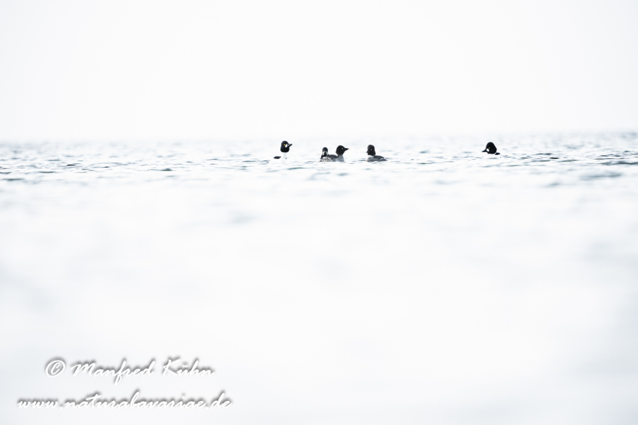 Schellente ()_0158
