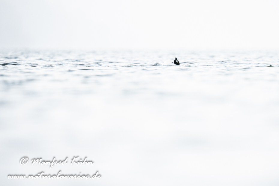 Schellente ()_0159