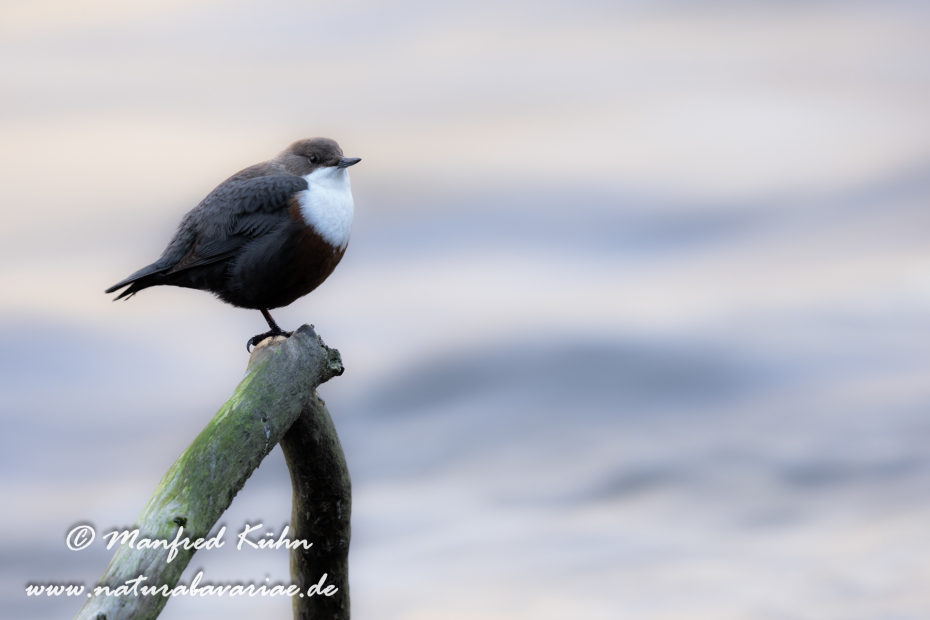 Wasseramsel ()_0395