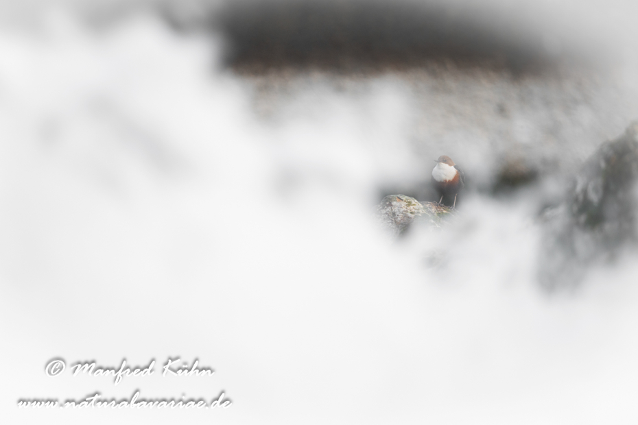 Wasseramsel ()_0400