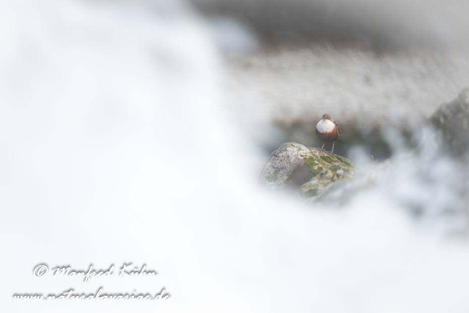 Wasseramsel ()_0401